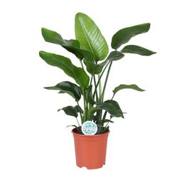 Strelitzia Nicolai (16027)