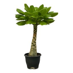 Birghamia Insignis - 25 cm - Ø12cm (8721081685536)