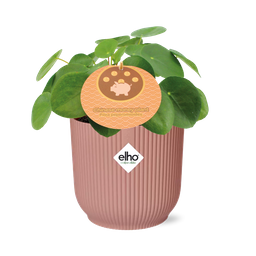 Mother's Day - Pilea Peperomioides 12cm in ELHO Vibes Fold 14cm roze (21723)