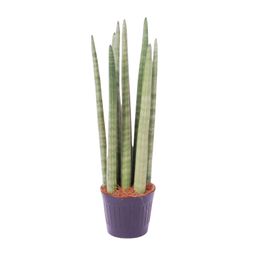 Sansevieria cylindrica 'Spaghetti' - 40 cm - ø10,5 (8721081685086)