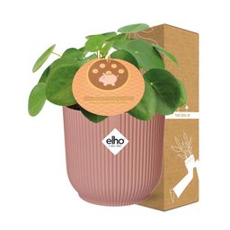 Mother's Day - Pilea Peperomioides 12cm in ELHO Vibes Fold 14cm roze (21723)