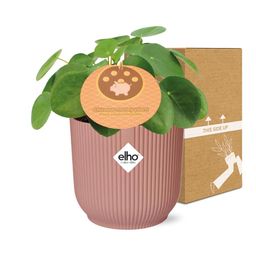 Mother's Day - Pilea Peperomioides 12cm in ELHO Vibes Fold 14cm roze (21723)