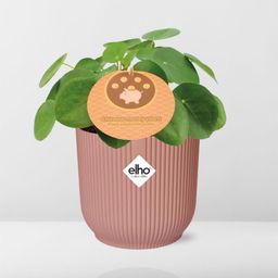 Mother's Day - Pilea Peperomioides 12cm in ELHO Vibes Fold 14cm roze (21723)
