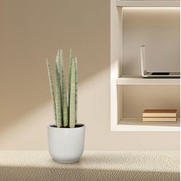 Sansevieria cylindrica 'Spaghetti' - 40 cm - ø10,5 (8721081685086)