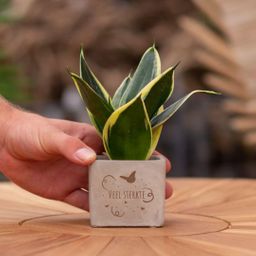 Congreet plantpots + Sansevieria | Veel sterkte (8721225131424)