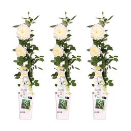 Hoogeveen 3x - Rosa Crazy in love 'Vanilla' - ↨65cm - Ø15 (8720955321211)