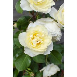 Hoogeveen 3x - Rosa Crazy in love 'Vanilla' - ↨65cm - Ø15 (8720955321211)