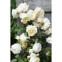Hoogeveen 3x - Rosa Crazy in love 'Vanilla' - ↨65cm - Ø15 (8720955321211)