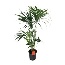 Howea Forsteriana (18061)