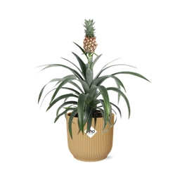 Ananas Mi Amigo in ELHO Vibes Fold 14cm geel (21695)