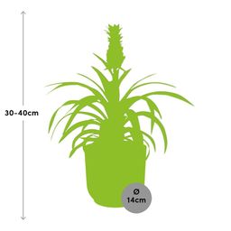 Ananas Mi Amigo in ELHO Vibes Fold 14cm geel (21695)
