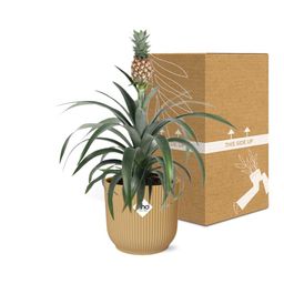 Ananas Mi Amigo in ELHO Vibes Fold 14cm geel (21695)