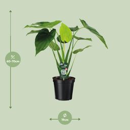 Alocasia Cucullata - Olifantsoor (8720634284110)