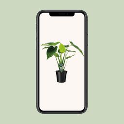 Alocasia Cucullata - Olifantsoor (8720634284110)