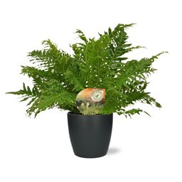 Blechnum Silver Lady - Pot Brussels D18x17cm - Antraciet (43244)
