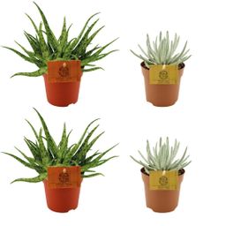 2x Aloe Spider + 2x Senecio Scaposus - 4 stuks - Ø10.5cm (23205)