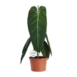 Philodendron Melanochrysum (22583)