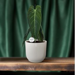 Philodendron Melanochrysum (22583)