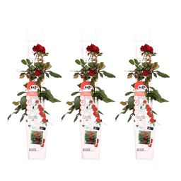 Hoogeveen 3x - Rosa Crazy in love 'Red' - ↨65cm - Ø15 (8720955321204)