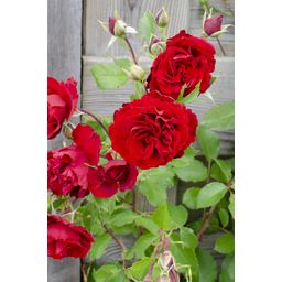 Hoogeveen 3x - Rosa Crazy in love 'Red' - ↨65cm - Ø15 (8720955321204)