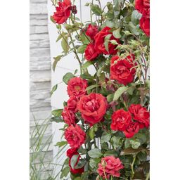 Hoogeveen 3x - Rosa Crazy in love 'Red' - ↨65cm - Ø15 (8720955321204)