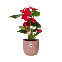 Anthurium Red 12cm in ELHO Vibes Fold 14cm roze (21727)