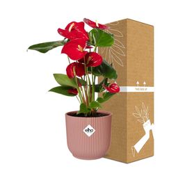 Anthurium Red 12cm in ELHO Vibes Fold 14cm roze (21727)