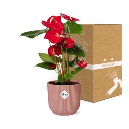 Anthurium Red 12cm in ELHO Vibes Fold 14cm roze (21727)