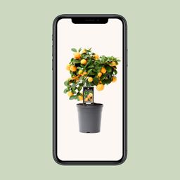 Citrus Calamondin (15026)