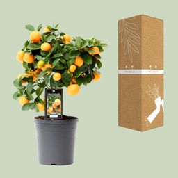 Citrus Calamondin (15026)
