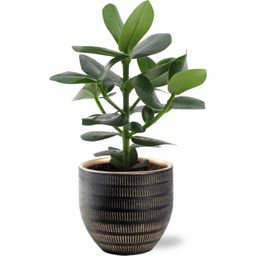 Clusia Rosea Princess - Beau Pot D14x13cm - Zwart (40135)