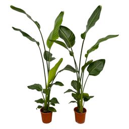 2x Strelitzia Nicolai - 130 cm - Ø17 (8721081601857)