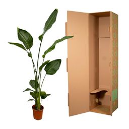 2x Strelitzia Nicolai - 130 cm - Ø17 (8721081601857)