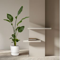 2x Strelitzia Nicolai - 130 cm - Ø17 (8721081601857)