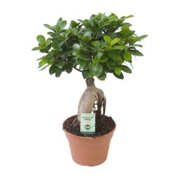 Ficus Ginseng (20669)
