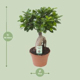 Ficus Ginseng (20669)