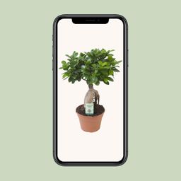 Ficus Ginseng (20669)