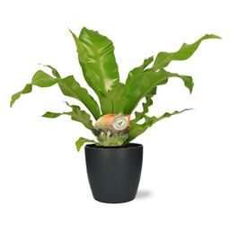 Asplenium Nidus - Pot Brussels D18x17cm - Antraciet (43246)