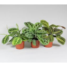 Maranta Leuconeura 'Fascinator' Mix 3 Soorten (21287)