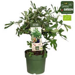Ficus Carica 'Little Miss Figgy' Bio - Vijg (30185)