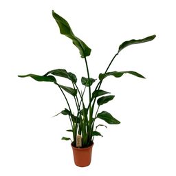 Strelitzia Nicolai (18881)