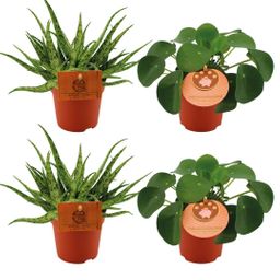 2x Aloe Spider + 2x Pilea Peperomoides - 4 stuks - Ø10.5cm (22773)
