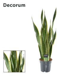 Sansevieria Laurentii XL (Decorum) (23009)