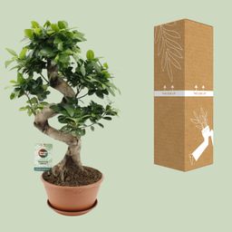 Ficus Ginseng (20653)