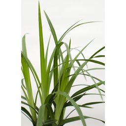 Hoogeveen 3x - Carex morrowii 'Irish Green' - ↨30cm - Ø14 (8720955321587)