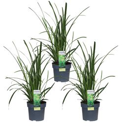Hoogeveen 3x - Carex morrowii 'Irish Green' - ↨30cm - Ø14 (8720955321587)