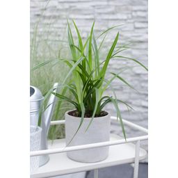 Hoogeveen 3x - Carex morrowii 'Irish Green' - ↨30cm - Ø14 (8720955321587)