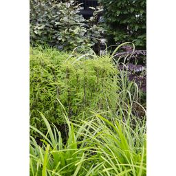 Hoogeveen 3x - Carex morrowii 'Irish Green' - ↨30cm - Ø14 (8720955321587)