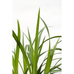 Hoogeveen 3x - Carex morrowii 'Irish Green' - ↨30cm - Ø14 (8720955321587)