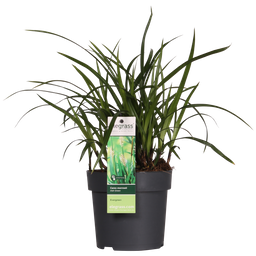 Hoogeveen 3x - Carex morrowii 'Irish Green' - ↨30cm - Ø14 (8720955321587)